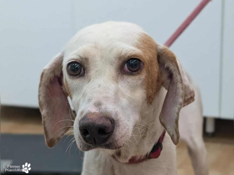 Holly ist fröhlich und verschmust