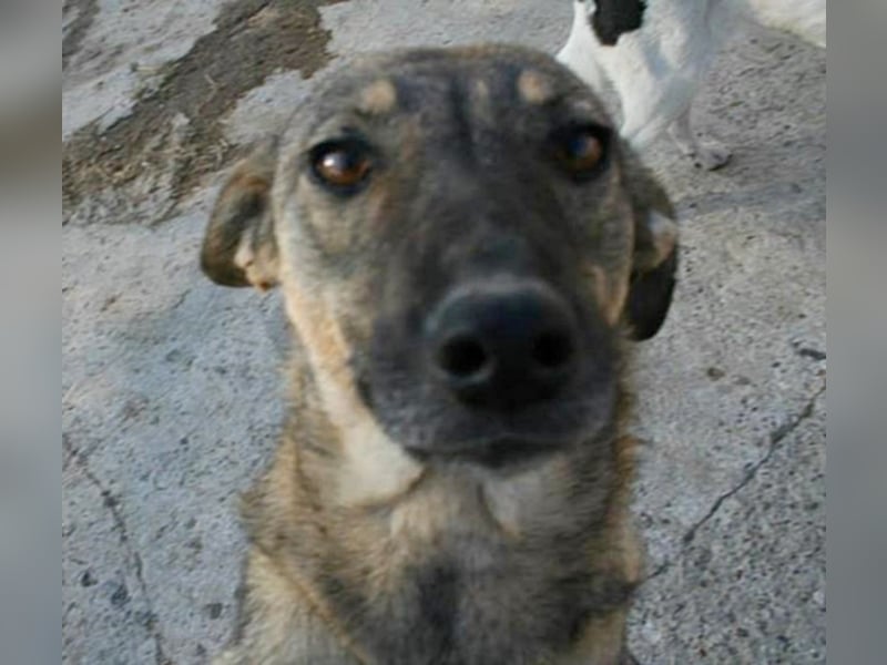 ALIKA sucht ein liebevolles Zuhause!