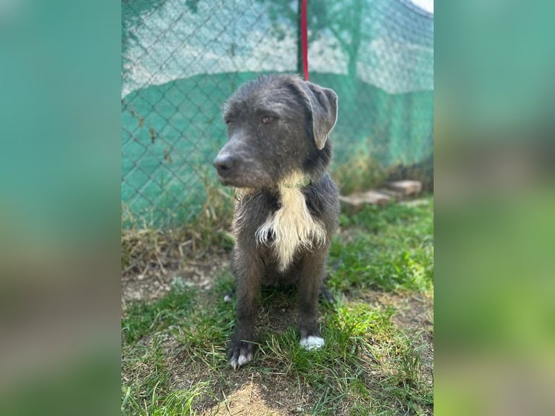Kea, Mischling, Hündin, geb. 20.12.2018, ca. 46 cm, 17 kg