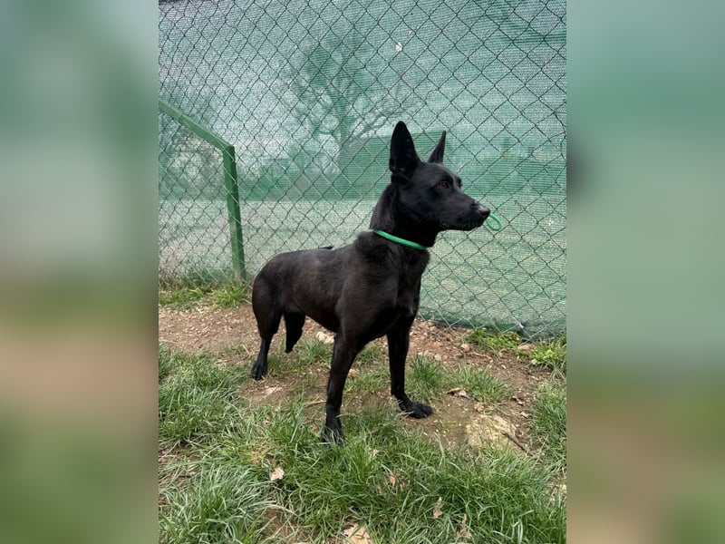 Shiva, Sinka, Hündin, geb. ca. 06.2022, 43 cm, 14 kg -Notfall-