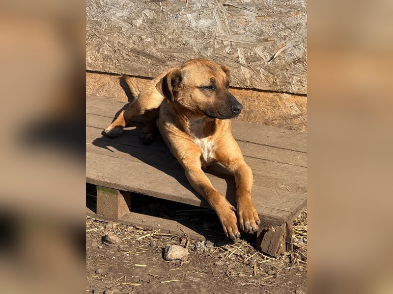 Rico, Mischling, Rüde, geb. 17.08.2024, ca. 40 cm, 10 kg