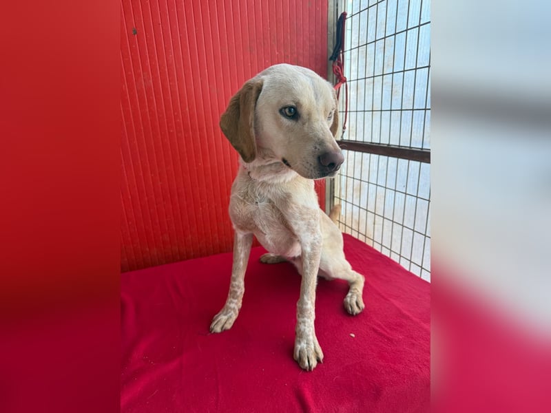 Arko, Viszla-Mix, Rüde, geb. am 01.12.2024, 43 cm