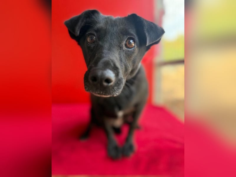 Liza, Mischling, Hündin, geb. ca. 08.2021, 39 cm, 12 kg Liza, Mischling, Hündin, geb. ca. 08.2021, 39 cm, 12 kg