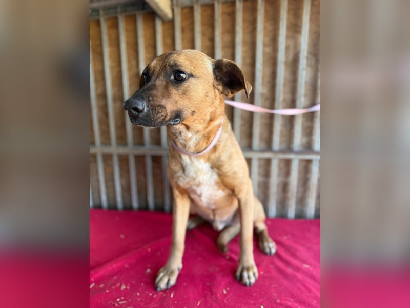 Rico, Mischling, Rüde, geb. 17.08.2024, ca. 40 cm, 10 kg