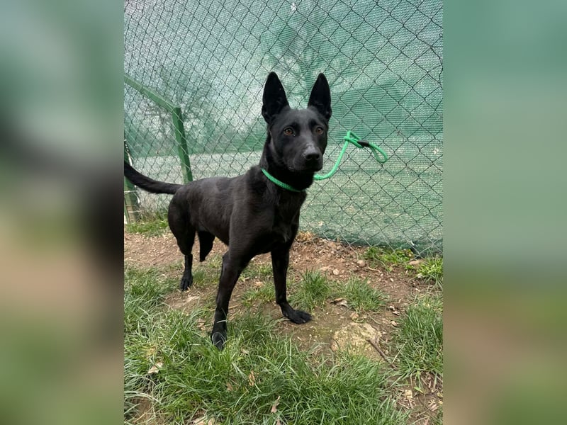 Shiva, Sinka, Hündin, geb. ca. 06.2022, 43 cm, 14 kg -Notfall-