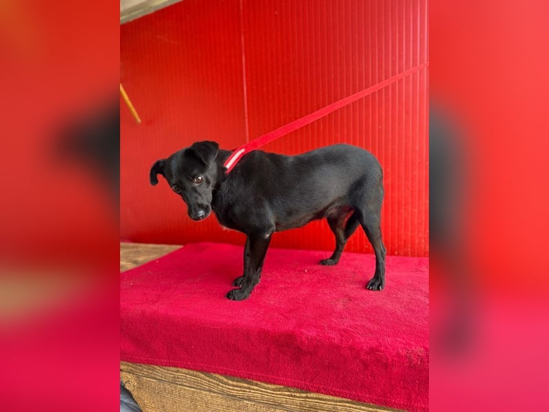 Liza, Mischling, Hündin, geb. ca. 08.2021, 39 cm, 12 kg Liza, Mischling, Hündin, geb. ca. 08.2021, 39 cm, 12 kg