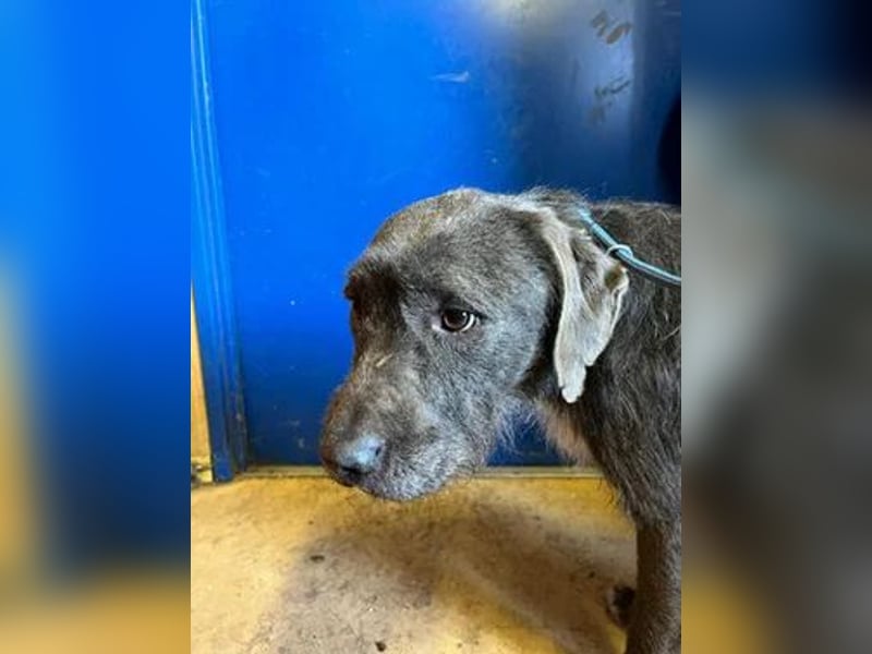 Kea, Mischling, Hündin, geb. 20.12.2018, ca. 46 cm, 17 kg