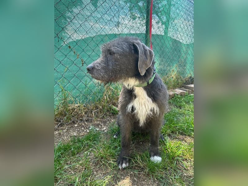 Kea, Mischling, Hündin, geb. 20.12.2018, ca. 46 cm, 17 kg