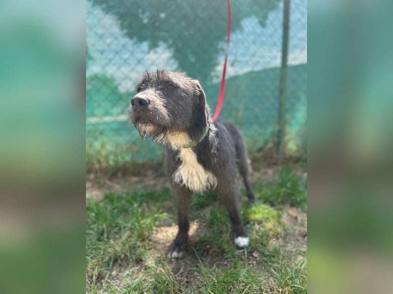 Kea, Mischling, Hündin, geb. 20.12.2018, ca. 46 cm, 17 kg