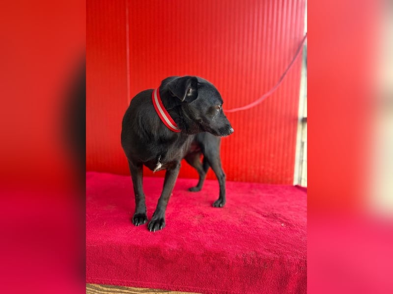 Liza, Mischling, Hündin, geb. ca. 08.2021, 39 cm, 12 kg Liza, Mischling, Hündin, geb. ca. 08.2021, 39 cm, 12 kg