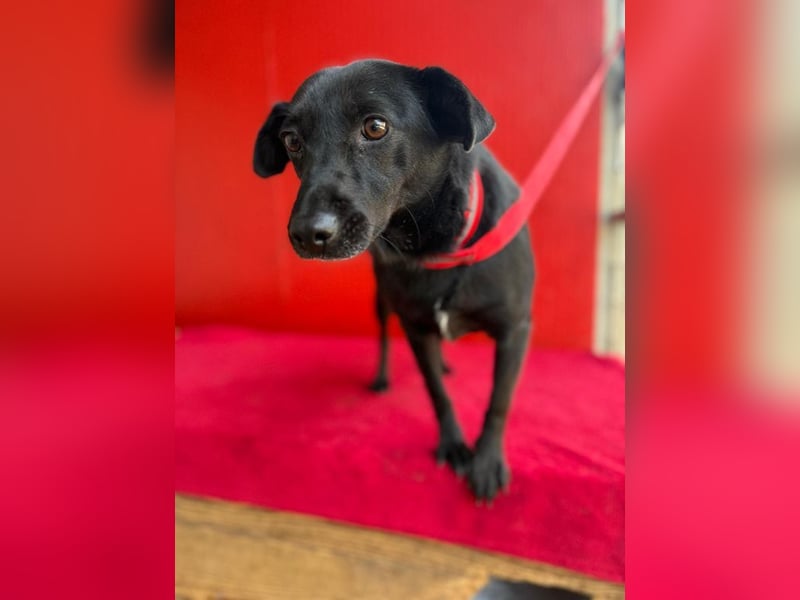 Liza, Mischling, Hündin, geb. ca. 08.2021, 39 cm, 12 kg Liza, Mischling, Hündin, geb. ca. 08.2021, 39 cm, 12 kg