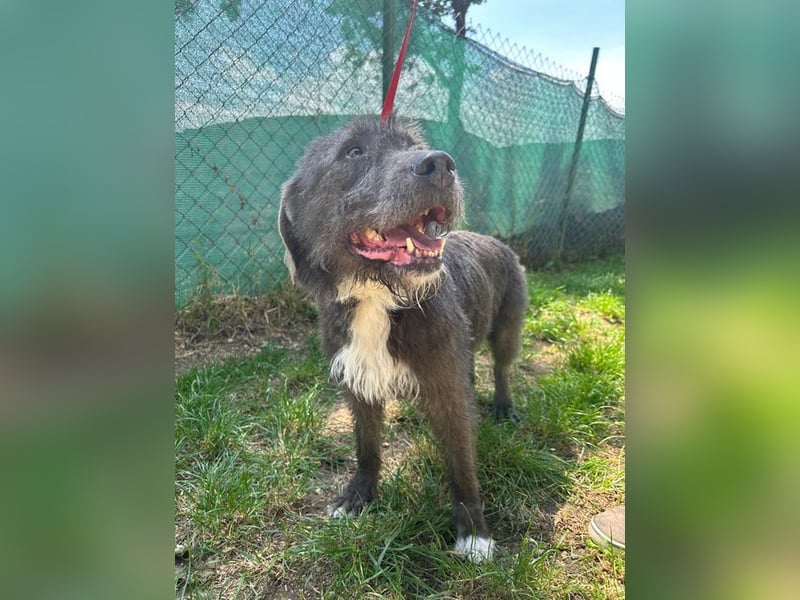 Kea, Mischling, Hündin, geb. 20.12.2018, ca. 46 cm, 17 kg