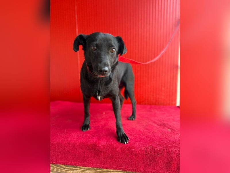 Liza, Mischling, Hündin, geb. ca. 08.2021, 39 cm, 12 kg Liza, Mischling, Hündin, geb. ca. 08.2021, 39 cm, 12 kg