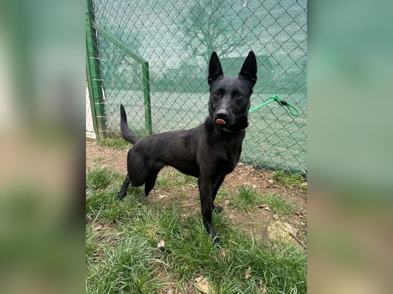 Shiva, Sinka, Hündin, geb. ca. 06.2022, 43 cm, 14 kg -Notfall-