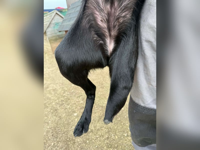 Shiva, Sinka, Hündin, geb. ca. 06.2022, 43 cm, 14 kg -Notfall-