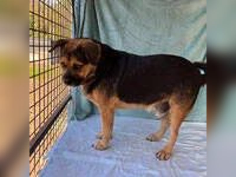 Bandi, Mischling, Rüde, geb. 16.05.2019, ca. 42 cm, 21 kg