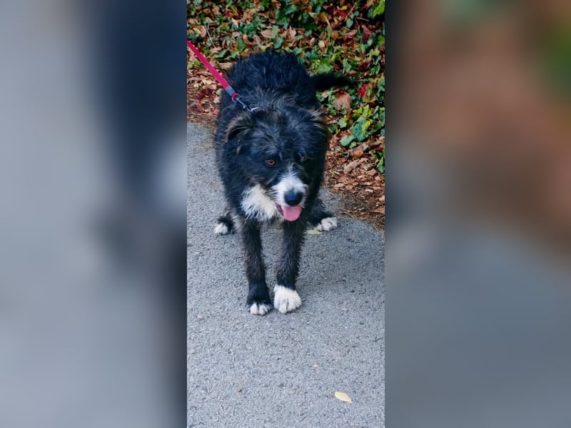 Oriana, Mischling, Hündin, 4 Jahre, 45 cm, 20 kg