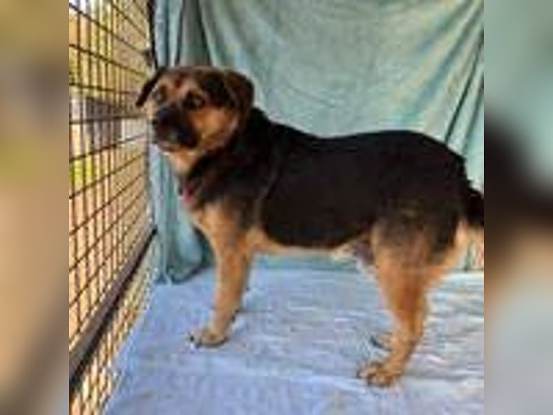 Bandi, Mischling, Rüde, geb. 16.05.2019, ca. 42 cm, 21 kg