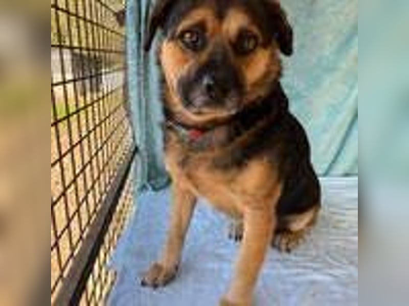 Bandi, Mischling, Rüde, geb. 16.05.2019, ca. 42 cm, 21 kg