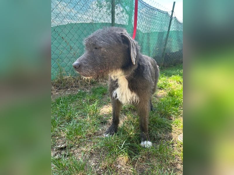 Kea, Mischling, Hündin, geb. 20.12.2018, ca. 46 cm, 17 kg