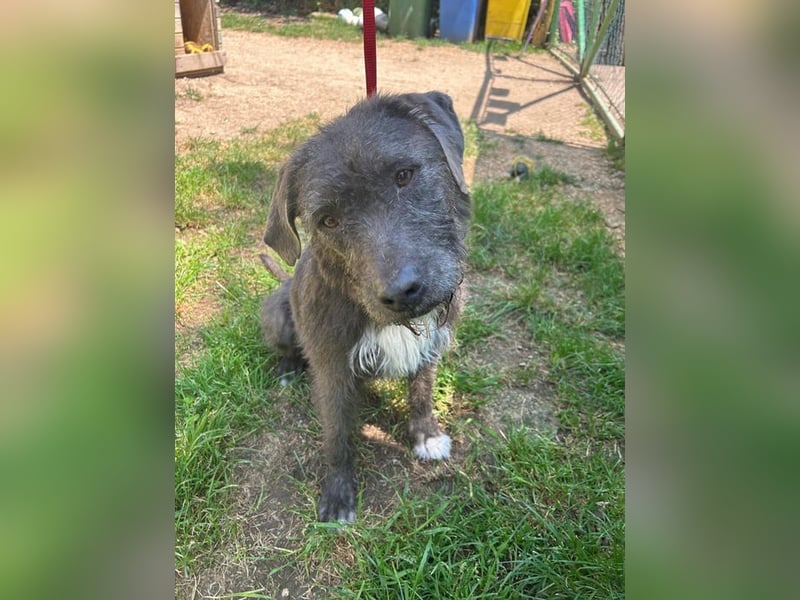 Kea, Mischling, Hündin, geb. 20.12.2018, ca. 46 cm, 17 kg