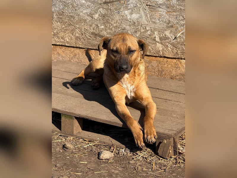 Rico, Mischling, Rüde, geb. 17.08.2024, ca. 40 cm, 10 kg