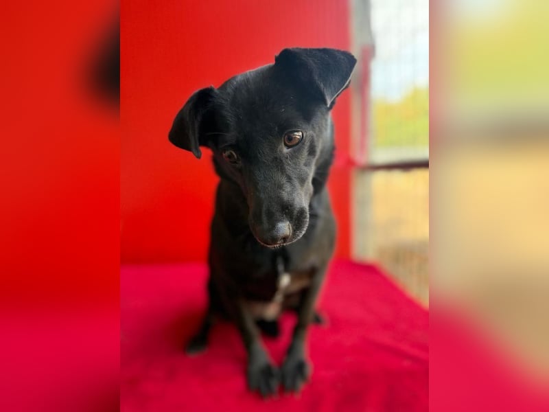 Liza, Mischling, Hündin, geb. ca. 08.2021, 39 cm, 12 kg Liza, Mischling, Hündin, geb. ca. 08.2021, 39 cm, 12 kg