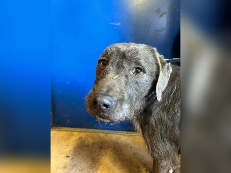 Kea, Mischling, Hündin, geb. 20.12.2018, ca. 46 cm, 17 kg