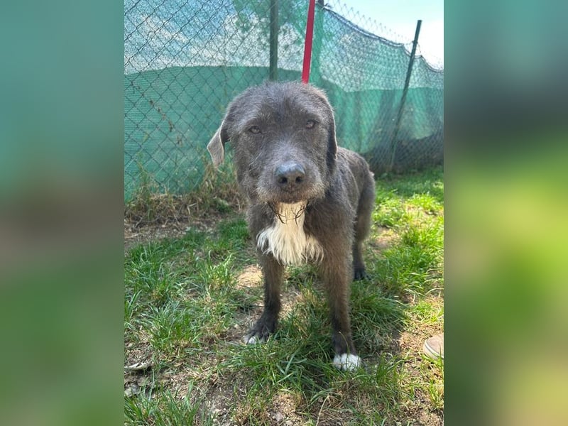 Kea, Mischling, Hündin, geb. 20.12.2018, ca. 46 cm, 17 kg