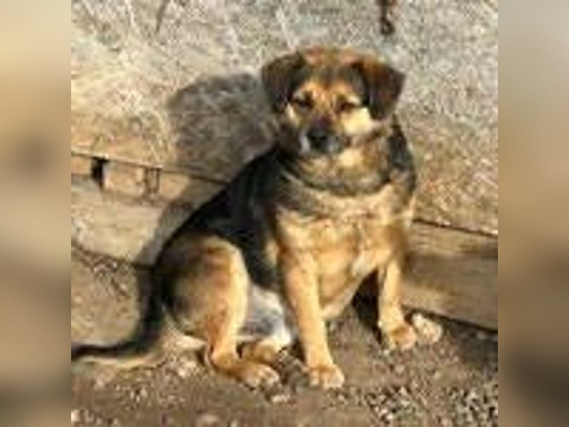 Bandi, Mischling, Rüde, geb. 16.05.2019, ca. 42 cm, 21 kg