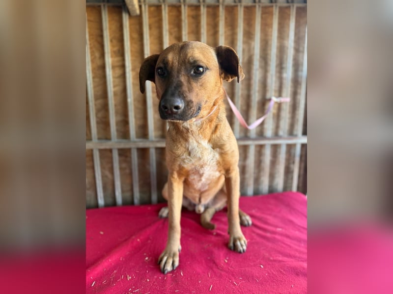 Rico, Mischling, Rüde, geb. 17.08.2024, ca. 40 cm, 10 kg