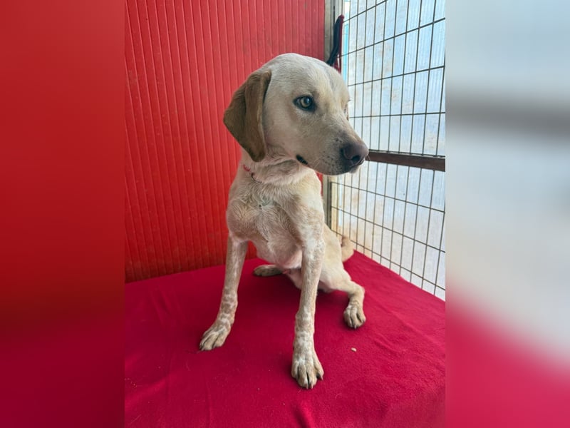 Arko, Viszla-Mix, Rüde, geb. am 01.12.2024, 43 cm