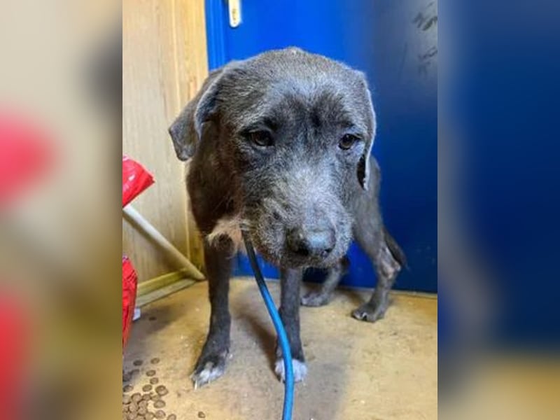 Kea, Mischling, Hündin, geb. 20.12.2018, ca. 46 cm, 17 kg