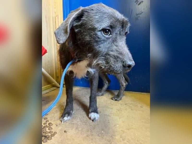 Kea, Mischling, Hündin, geb. 20.12.2018, ca. 46 cm, 17 kg