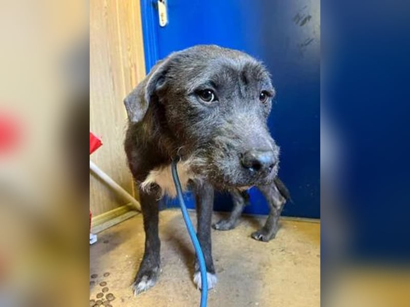 Kea, Mischling, Hündin, geb. 20.12.2018, ca. 46 cm, 17 kg