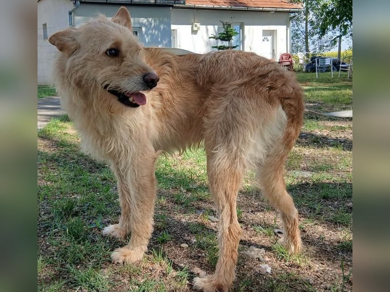 Csipi, Mischling, Rüde, 2 Jahre, 50 cm