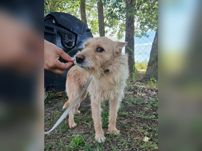 Csipi, Mischling, Rüde, 2 Jahre, 50 cm