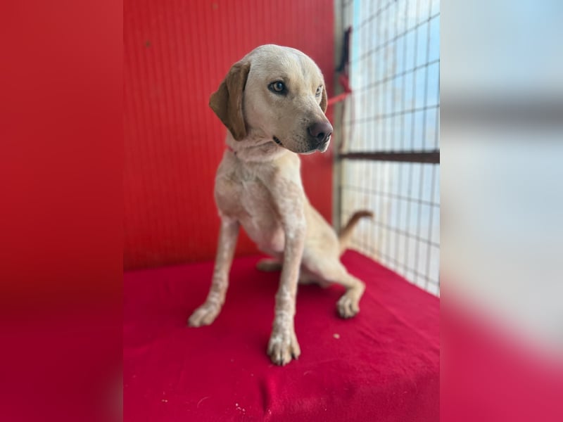 Arko, Viszla-Mix, Rüde, geb. am 01.12.2024, 43 cm