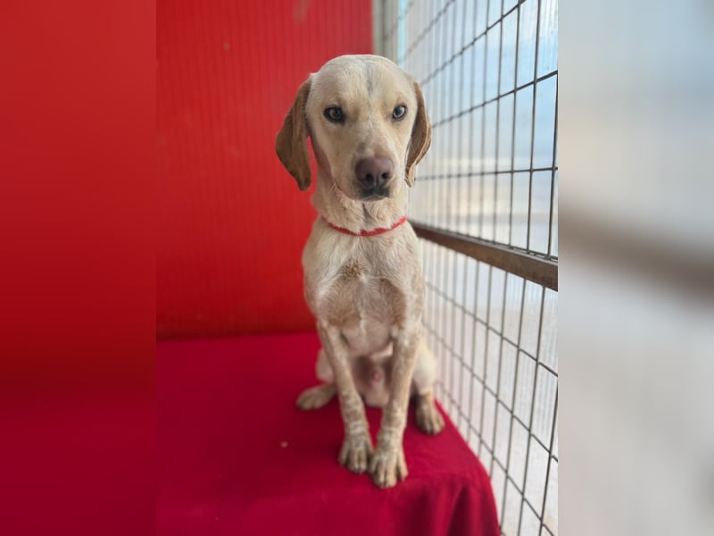 Arko, Viszla-Mix, Rüde, geb. am 01.12.2024, 43 cm