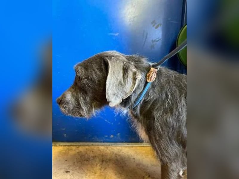 Kea, Mischling, Hündin, geb. 20.12.2018, ca. 46 cm, 17 kg