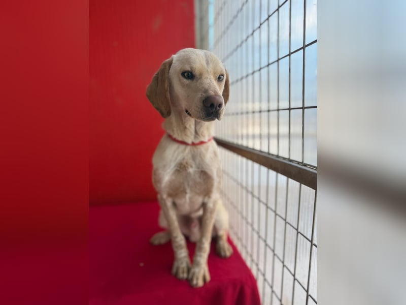 Arko, Viszla-Mix, Rüde, geb. am 01.12.2024, 43 cm