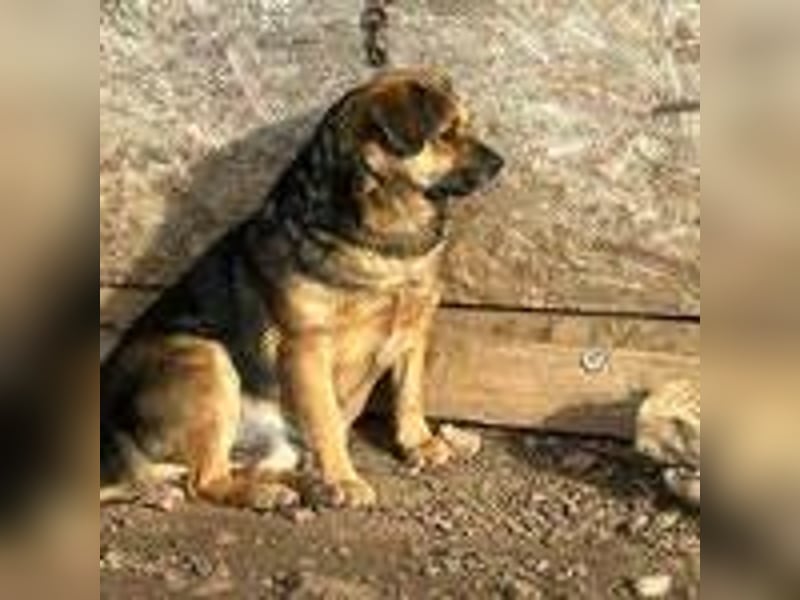 Bandi, Mischling, Rüde, geb. 16.05.2019, ca. 42 cm, 21 kg