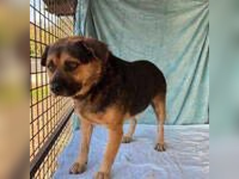 Bandi, Mischling, Rüde, geb. 16.05.2019, ca. 42 cm, 21 kg