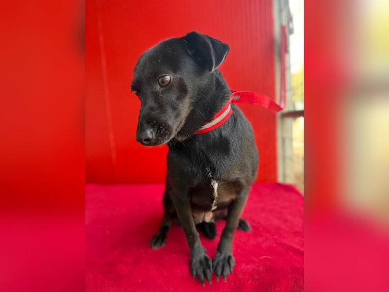 Liza, Mischling, Hündin, geb. ca. 08.2021, 39 cm, 12 kg Liza, Mischling, Hündin, geb. ca. 08.2021, 39 cm, 12 kg