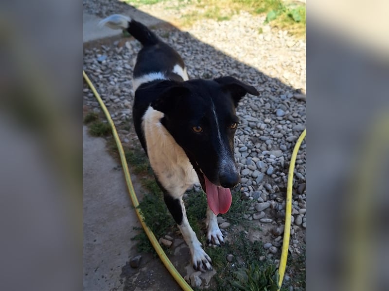 Hope, Mix, Hündin, geb. ca. 01.2023, ca. 45 cm