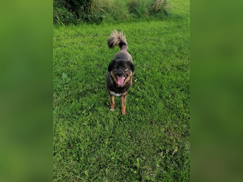 Jaka, Mix, Rüde, geb. 02.02.2018, ca. 45 cm