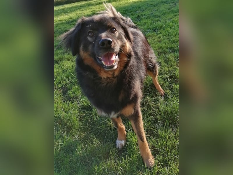 Jaka, Mix, Rüde, geb. 02.02.2018, ca. 45 cm