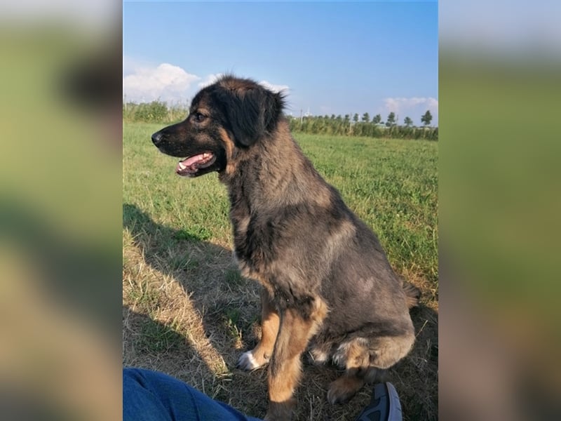 Jaka, Mix, Rüde, geb. 02.02.2018, ca. 45 cm