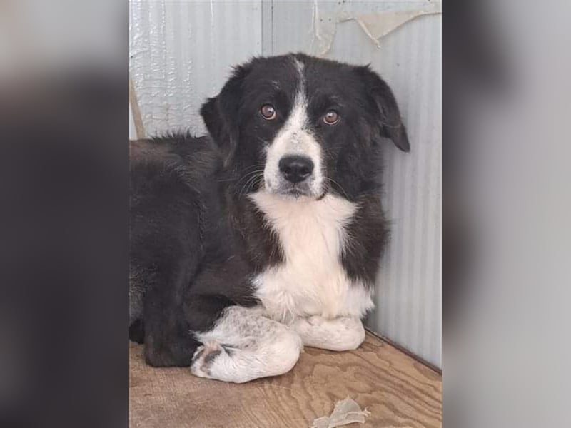 Laya, Mix, Hündin, geb. 08.2018, ca. 45 - 50 cm