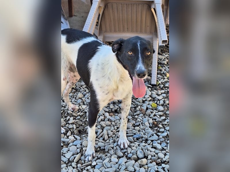 Hope, Mix, Hündin, geb. ca. 01.2023, ca. 45 cm